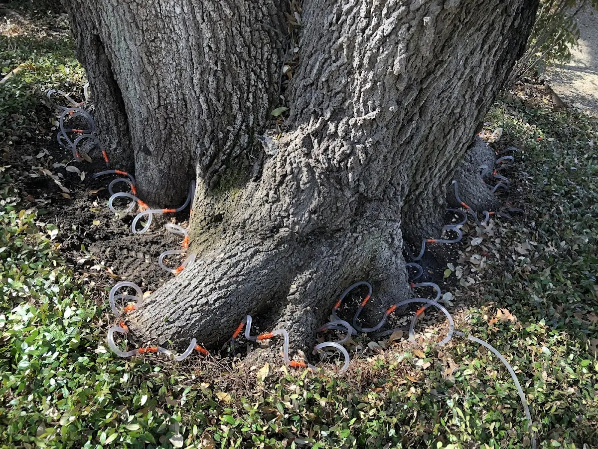 Detailed Tree Cabling and Bracing job site in Cohasset