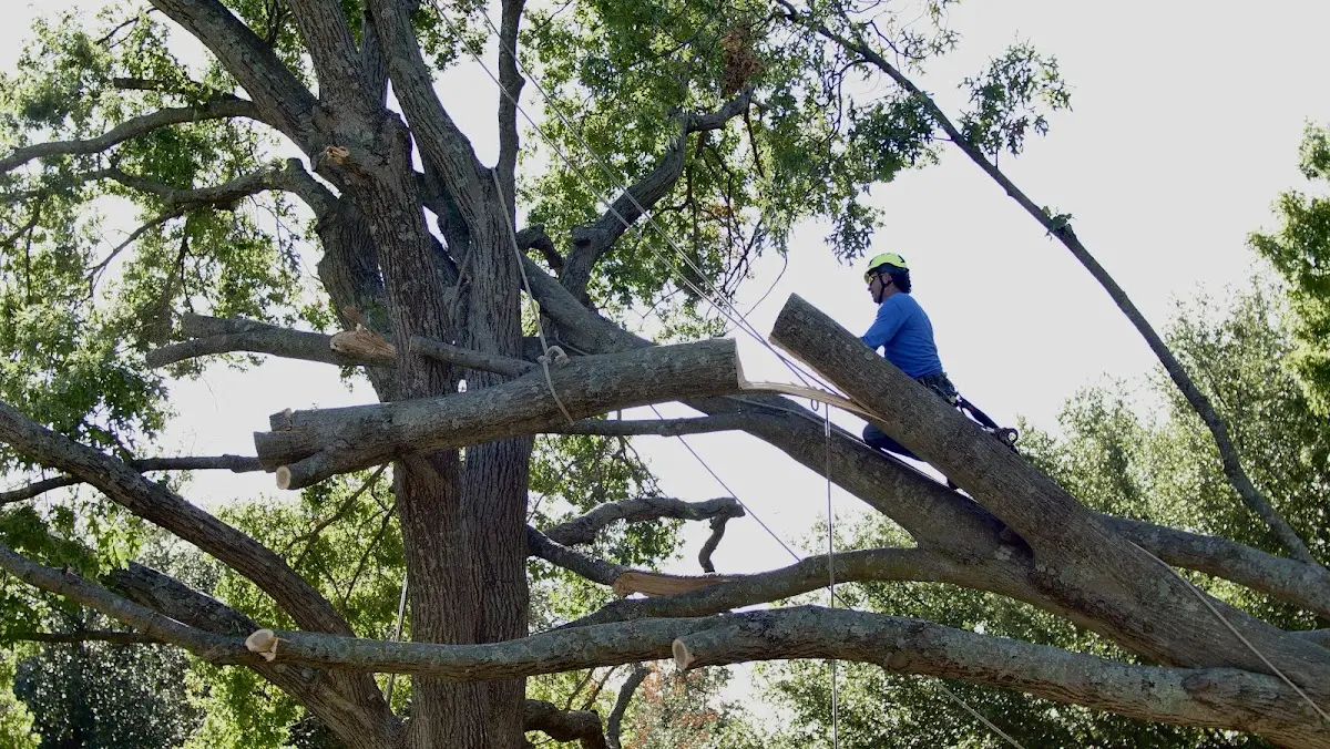 Professional Crown Thinning performed by certified arborists in Cohasset
