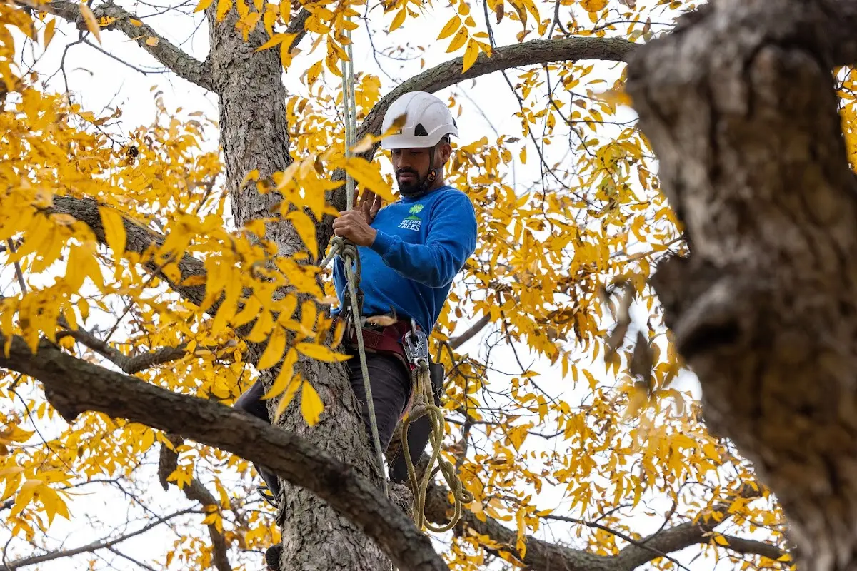 Skilled Tree Transplanting crew working in Cohasset